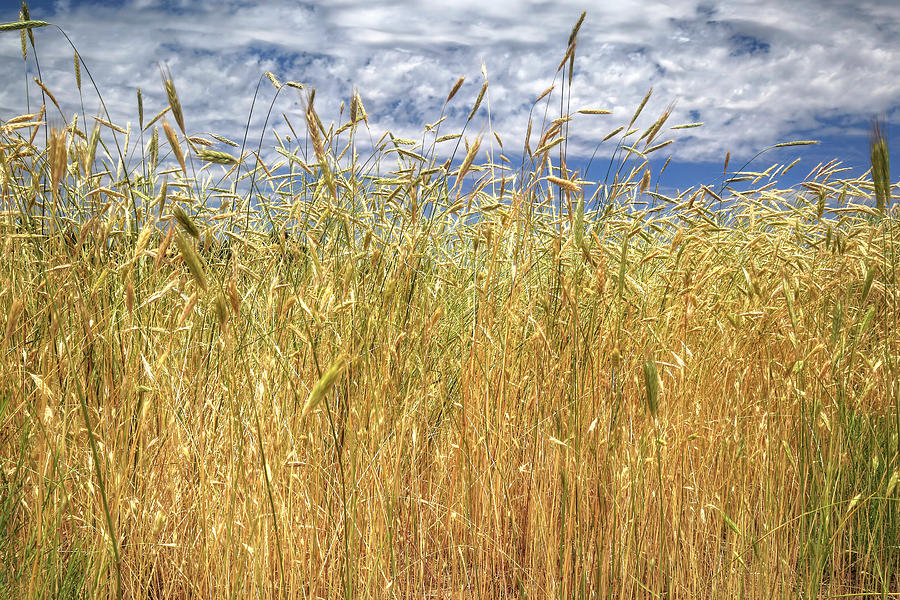 Spring Photograph - Wild Wheat Grass by Donna Kennedy
