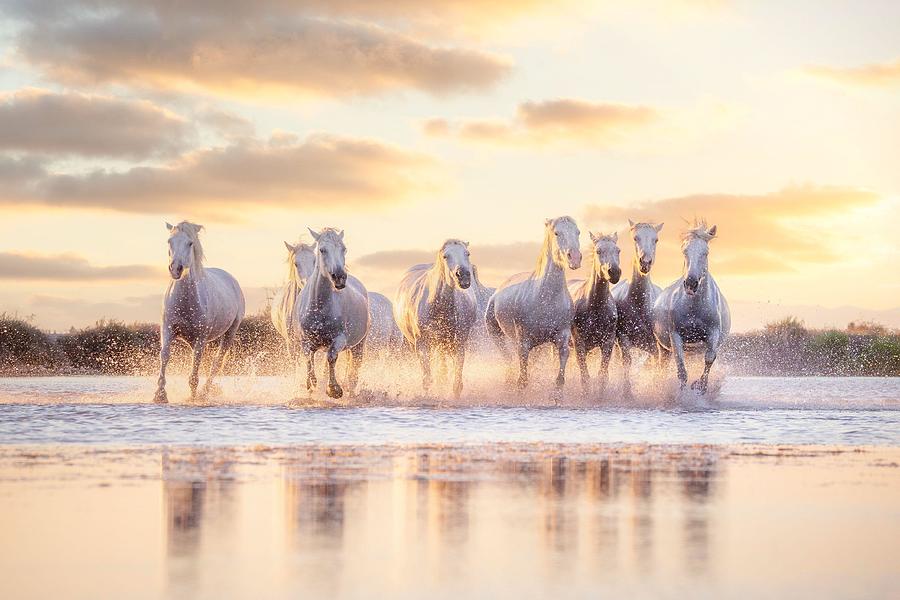 Animal Photograph - Wild White Horses Of Camargue Running by Ronnybas