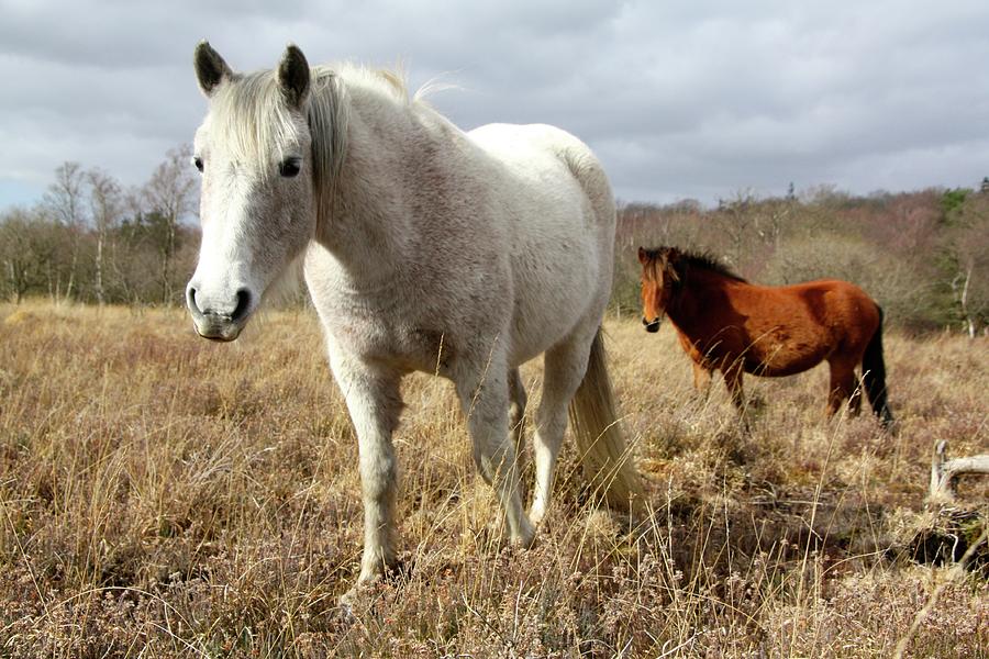 Wild White New Forest Filly Photograph by Rosalind Morgan