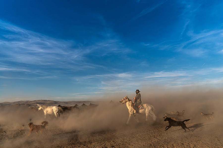 Wild Wild Horses #1 Photograph by Bruno Lavi