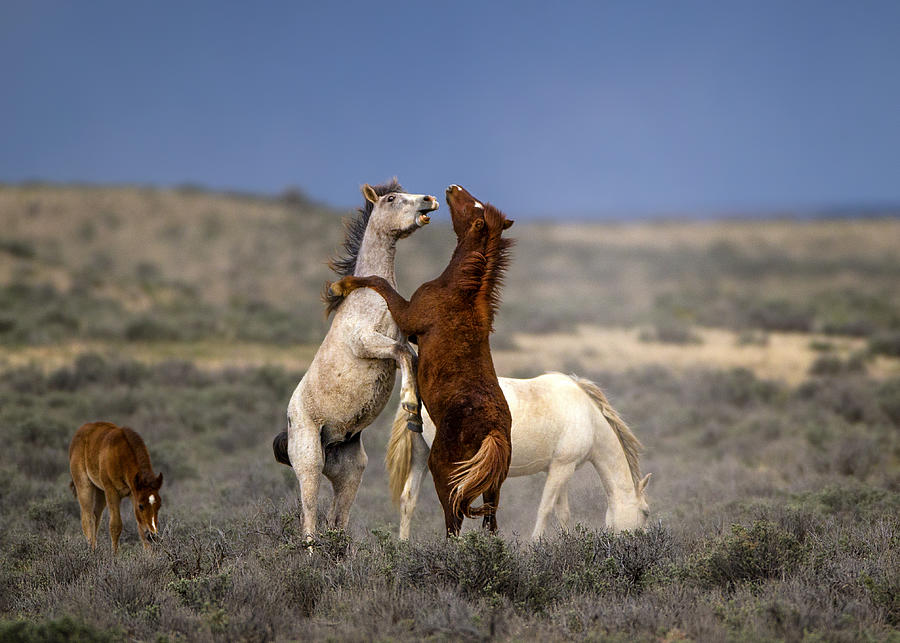Horse Photograph - Wild Wild West by Verdon