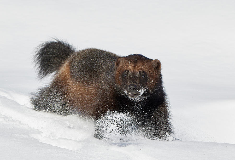 Wild Wolverine Walking In Snow, Finland Photograph by Markus Varesvuo ...