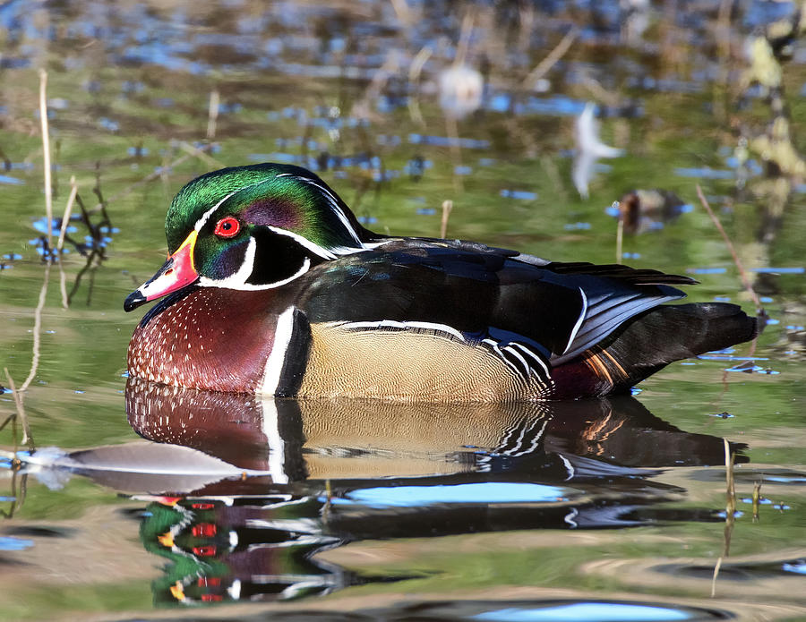 Wild Wood Duck on the Old Mill Pond  Photograph by Kathleen Bishop
