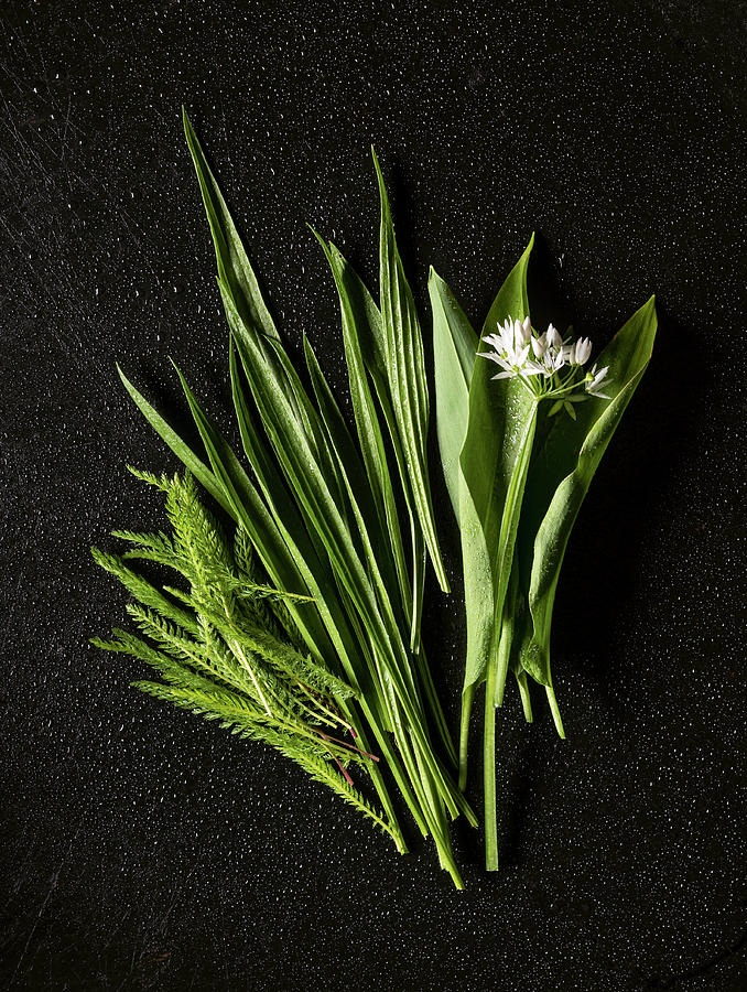 Wild Yarrow, Wild Ribwort Plantain, Wild Garlic Photograph by Tre Torri
