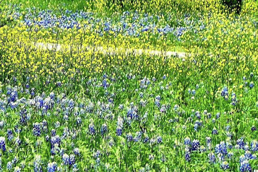 Wild Yellow Flowers with Bluebonnets Photograph by Janette Boyd