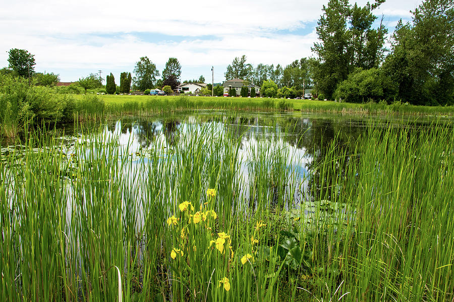 Wild Yellow Iris in VanderYacht Pond Photograph by Tom Cochran