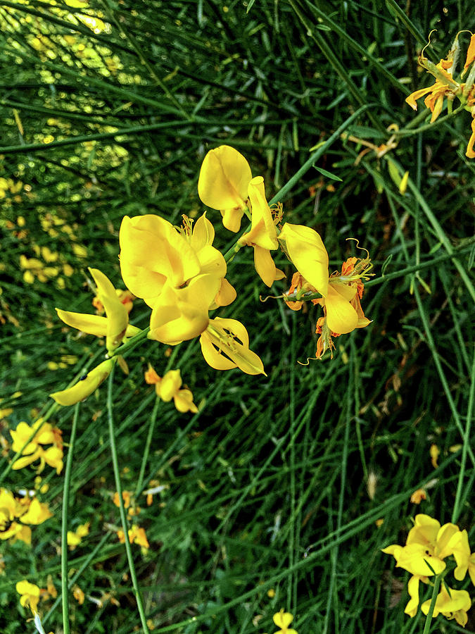 Wild Yellow Photograph by Joseph Yarbrough