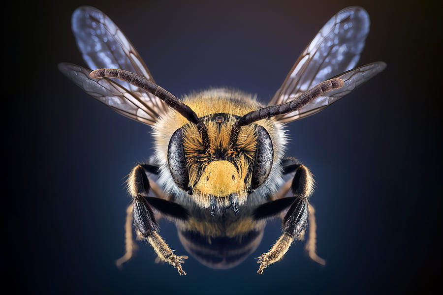 Animal Photograph - Wildbee by Marcel Egger