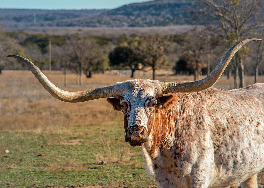 Wildcatter Longhorn Photograph by WD Stalcup | Pixels