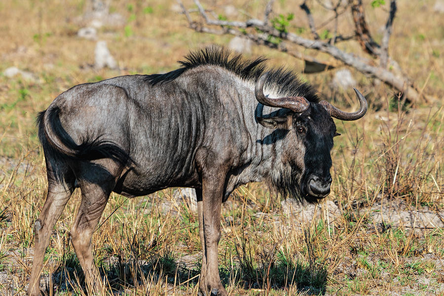 Wildebeest 2 Photograph by Betty Eich