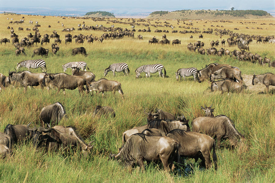 Wildebeest And Common Zebra Migration Photograph by James Warwick