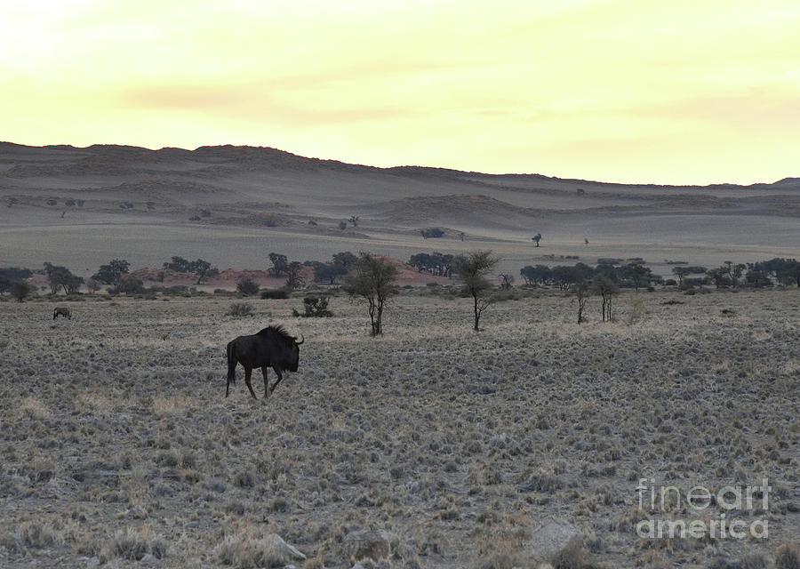 Wildebeest At Sunset, Namibia.  Photograph by Tom Wurl