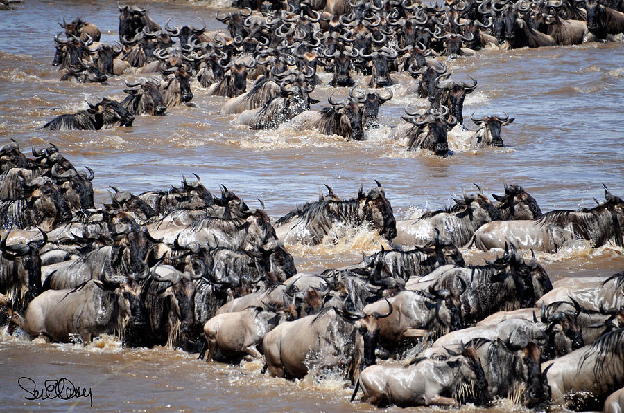 Wildebeest Crossing the Mara River Photograph by Susan Ordway | Fine ...