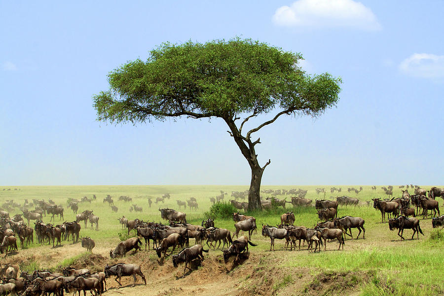 Wildebeest Photograph by Devgnor