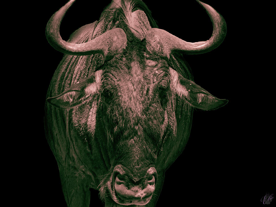WILDEBEEST by Elie Wolf WILDEBEEST by Elie Wolf