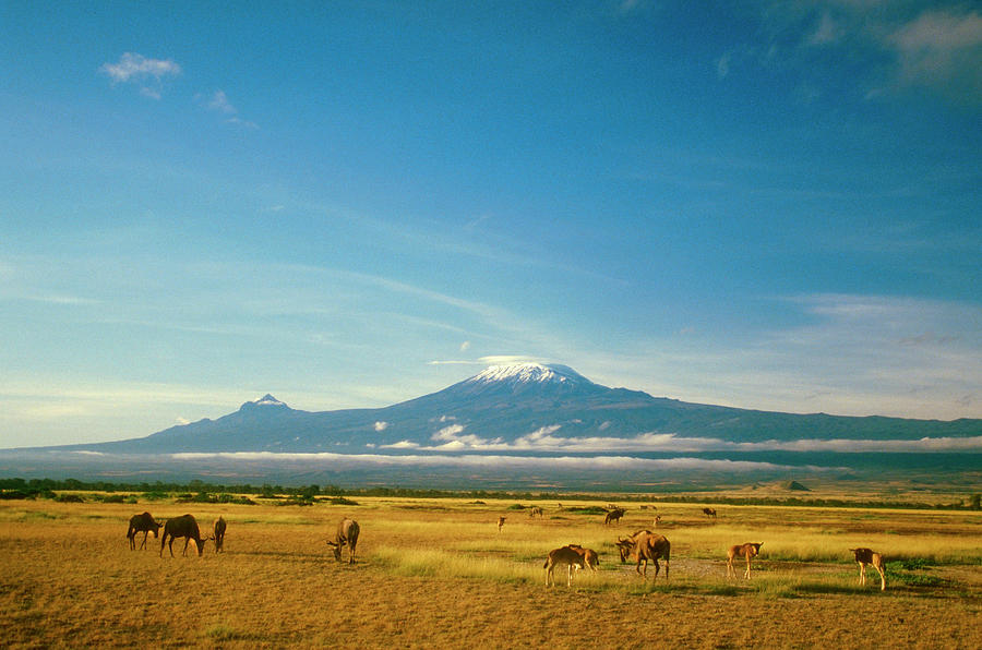 Wildebeest Grazing, Ambos Eli National Photograph by Myloupe/uig Wildebeest Grazing, Ambos Eli National Photograph by Myloupe/uig