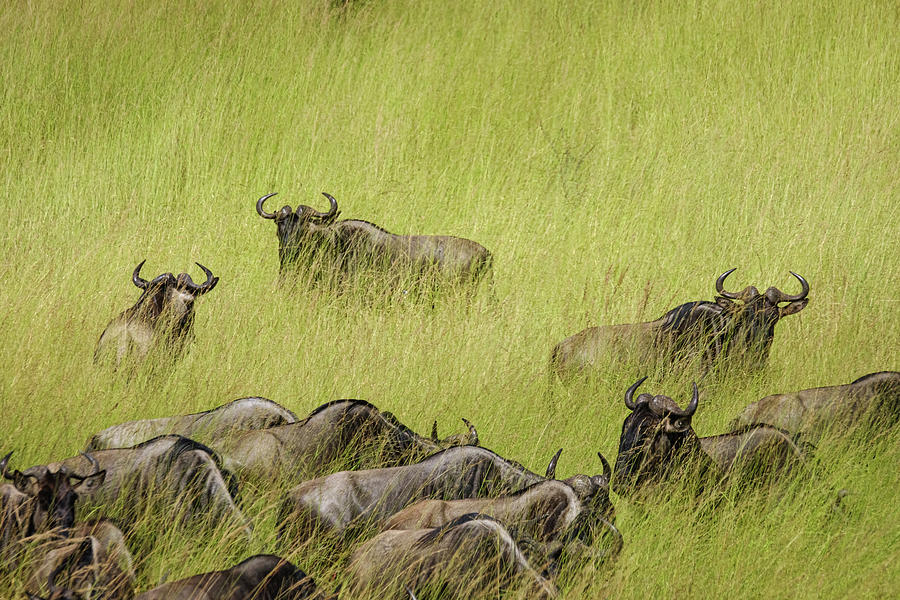 Wildebeest in Tall Grass Photograph by Mary Lee Dereske