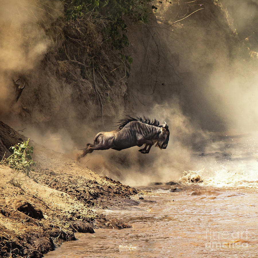 Wildebeest leaps from the bank of the Mara river Photograph by Jane Rix