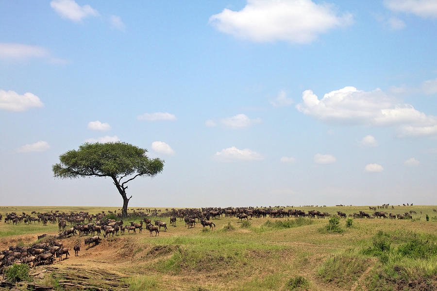 Wildebeest Migration Photograph by Devgnor