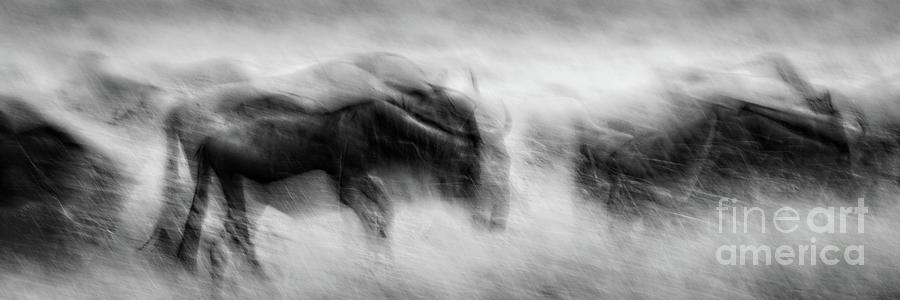 Nature Photograph - Wildebeest on the run bw by Todd Bielby