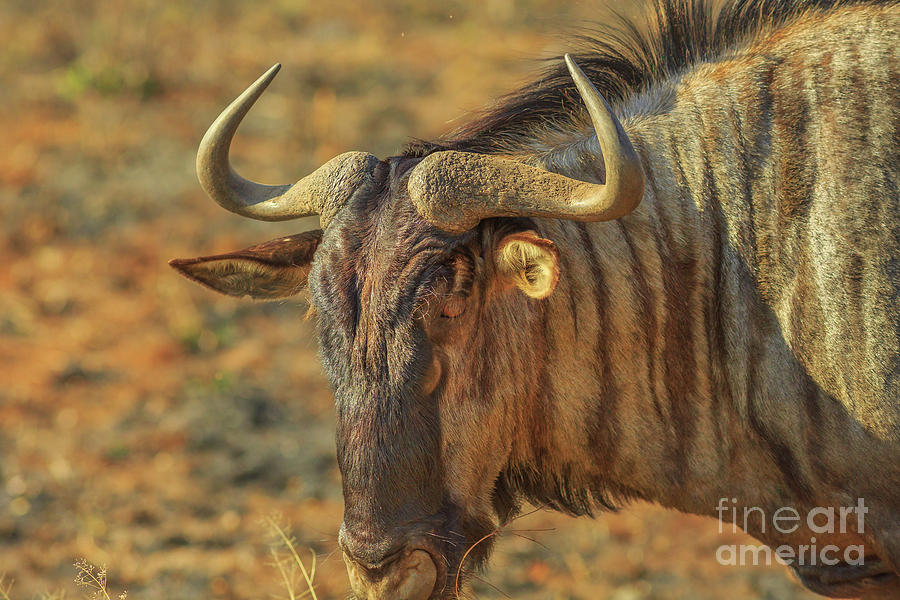 Wildebeest portrait Kruger Photograph by Benny Marty