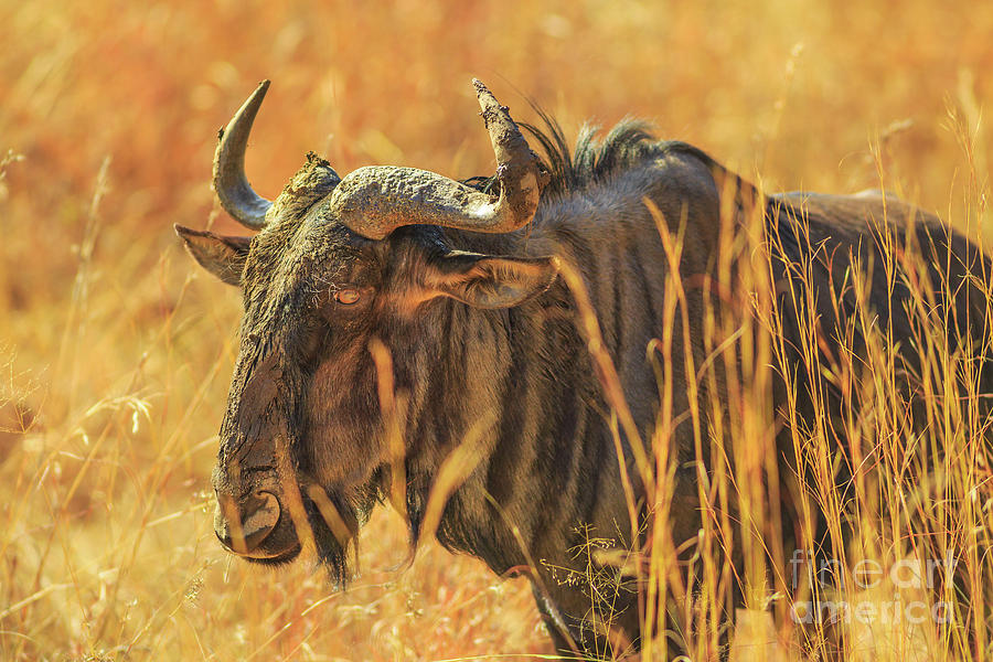 Wildebeest standing in savannah Photograph by Benny Marty