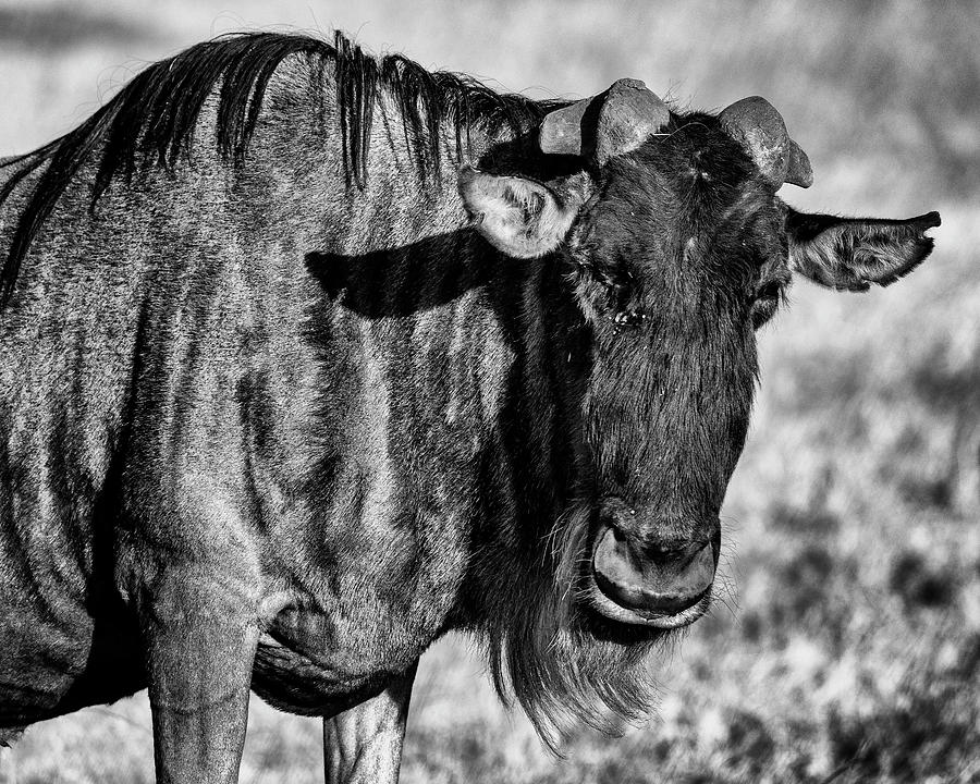 Animal Photograph - Wildebeest - This IS my good side by Stephen Stookey