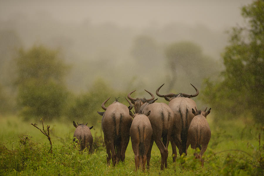 Wildlife Photograph - Wildebeest Under The Rain by Ozkan Ozmen     I     Big Lens Adventures