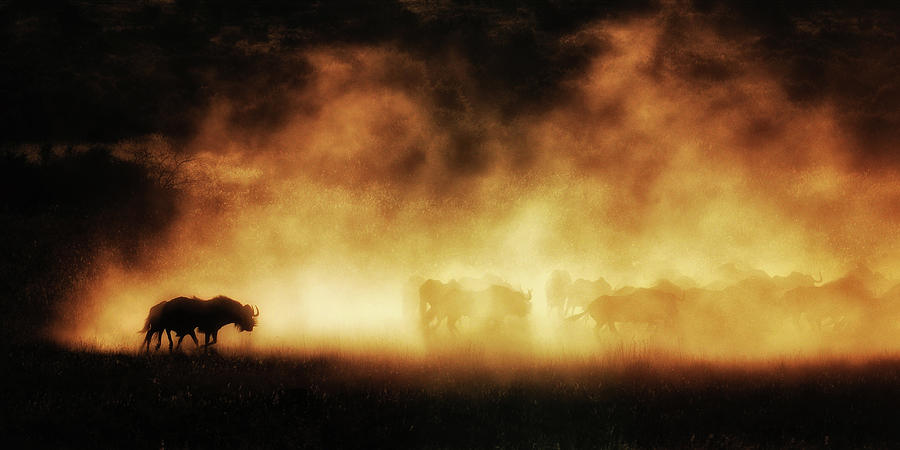 Wildebeest Walking At Sunset, South Photograph by Max Seigal