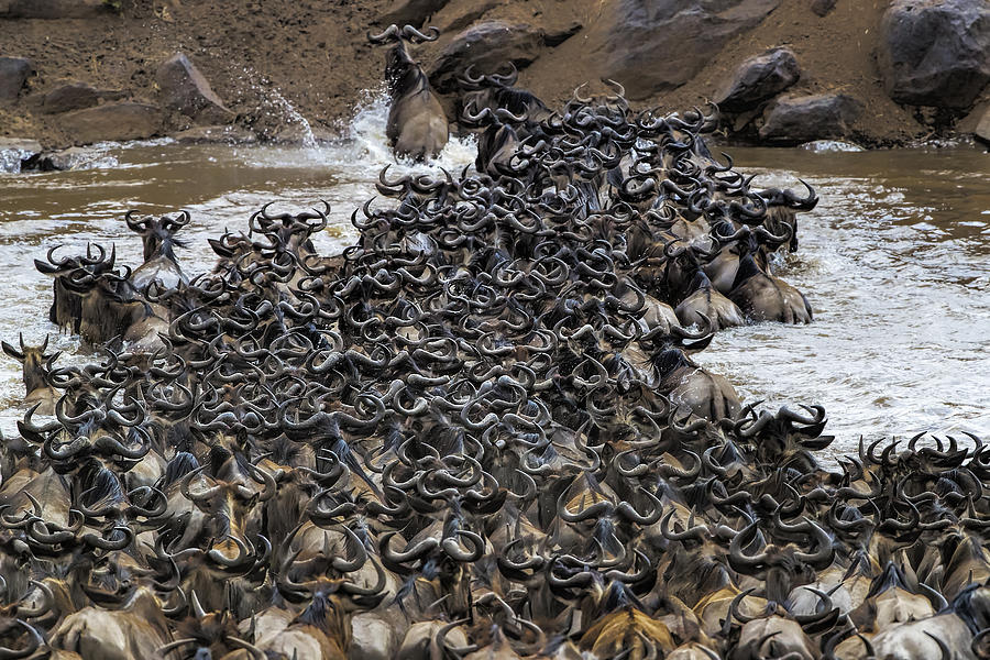 Wildebeests Crossing River Photograph by Jun Zuo
