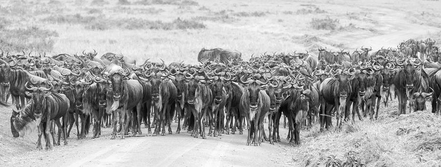 Wildebeests Photograph by David Hua