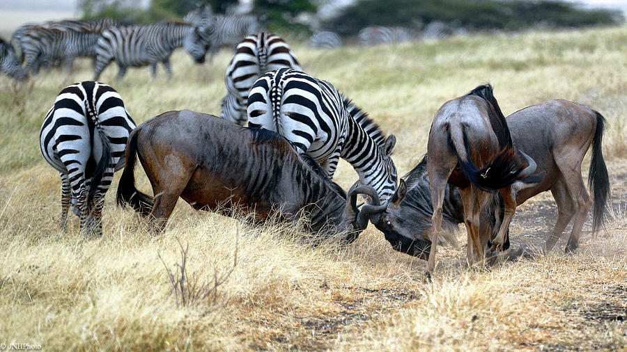 Wildebeests Fighting Photograph by Jnhphoto