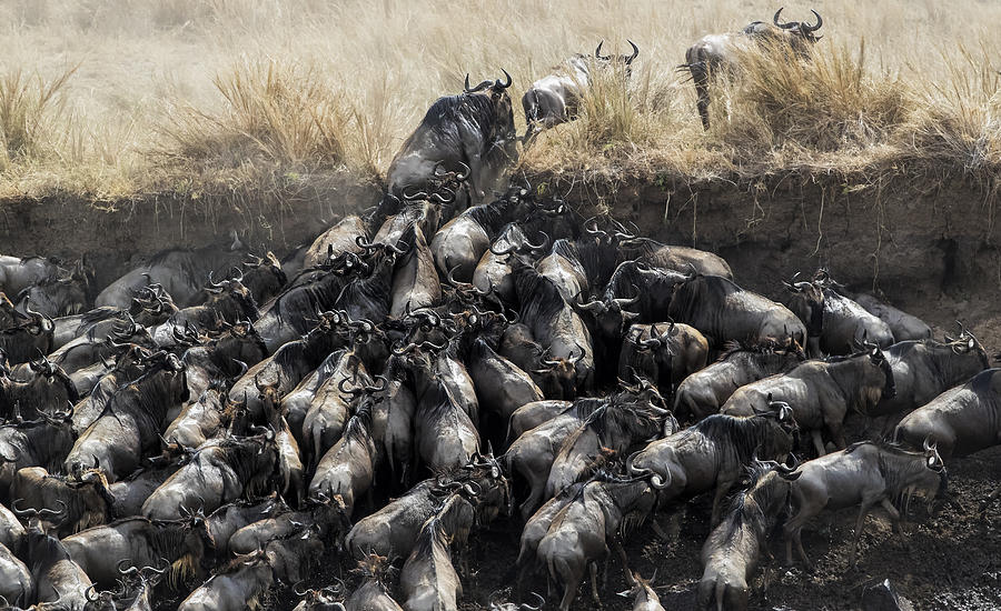 Wildlife Photograph - Wildebeests In Crossing by Jun Zuo
