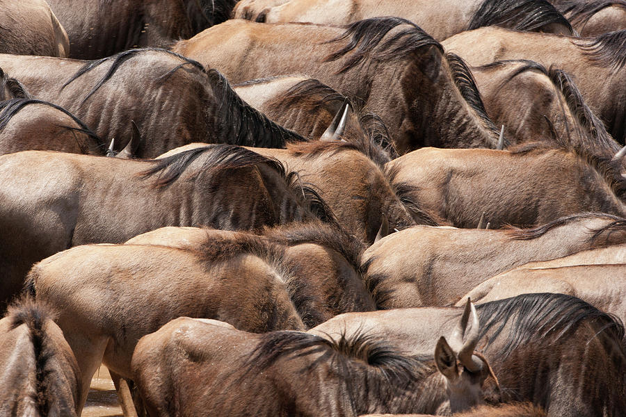 Wildebeests, Kenya Photograph by Mint Images/ Art Wolfe