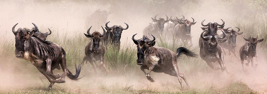 Wildebeests Migration Masai Mara Photograph by Arun Mohanraj