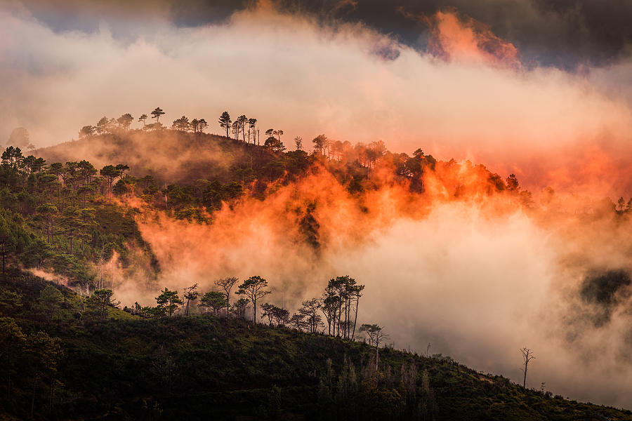 Tree Photograph - Wildfire by Adrian Popan