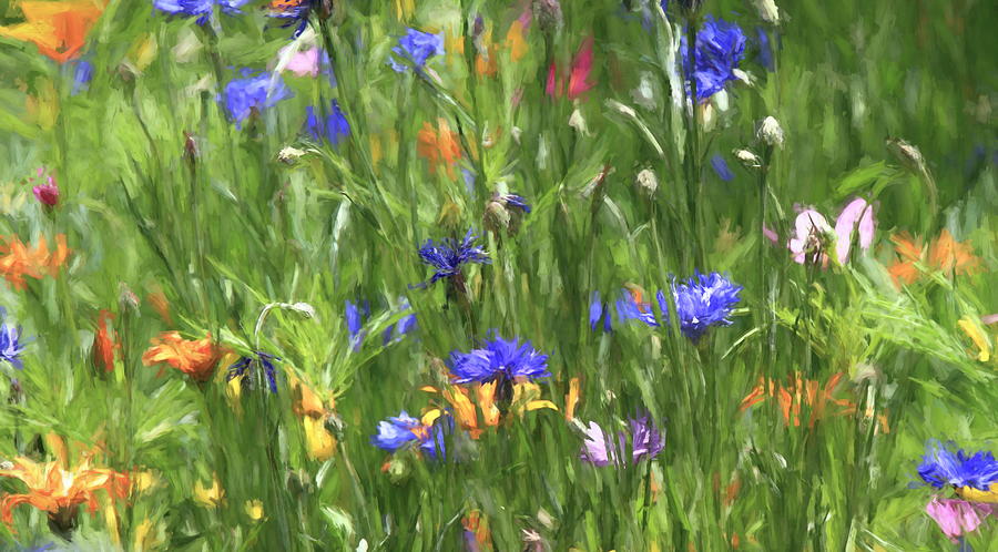 Wildflower Abstract Photograph by Donna Kennedy