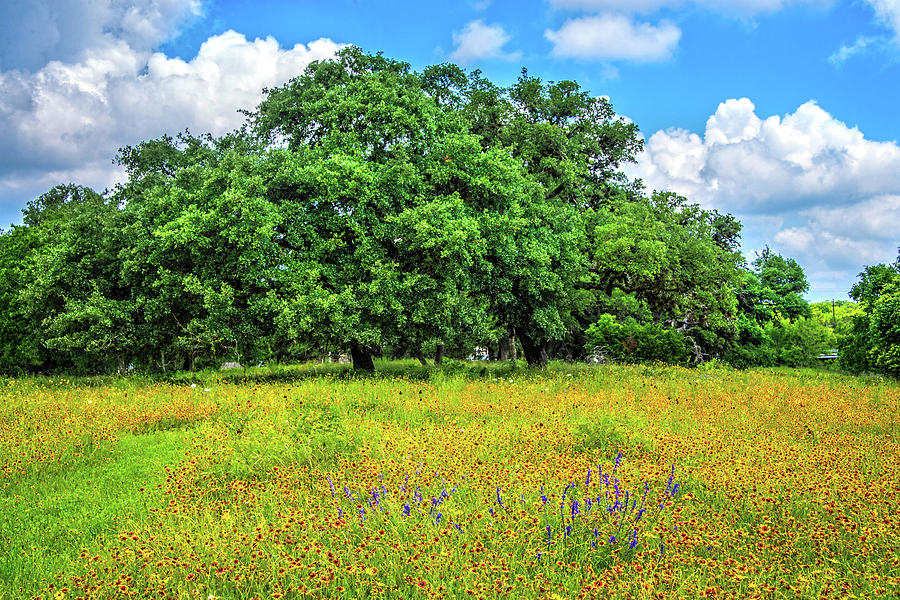 Wildflower and Oak Dream in the Hill Country Photograph by Lynn Bauer