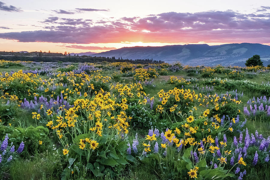 Wildflower and Sunset glow, OR. Photograph by Rachel Rausch Johnson