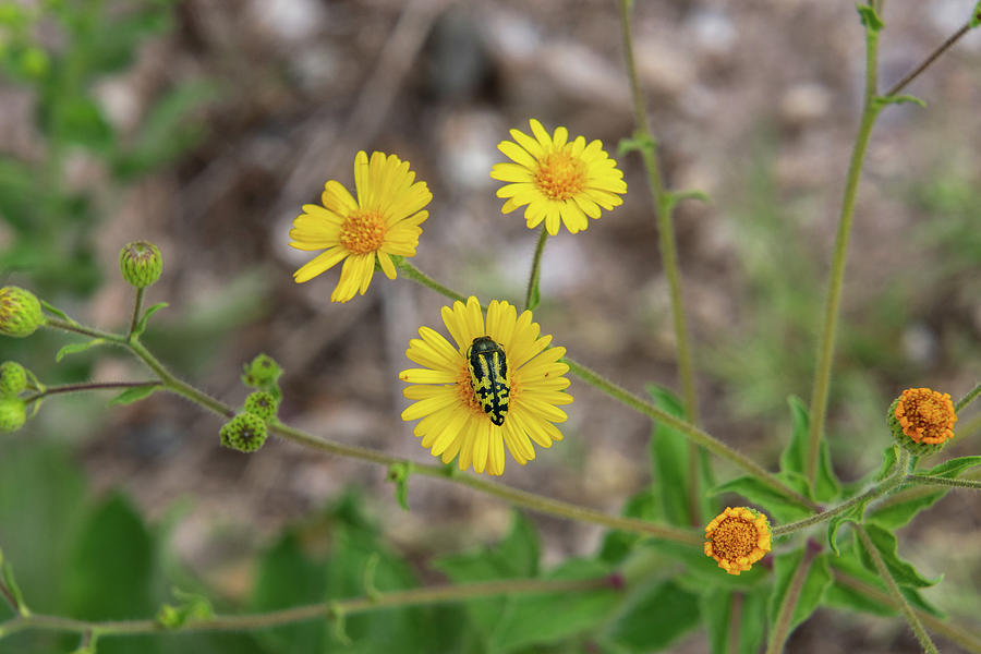 Wildflower and the Beetle Photograph by Melisa Elliott