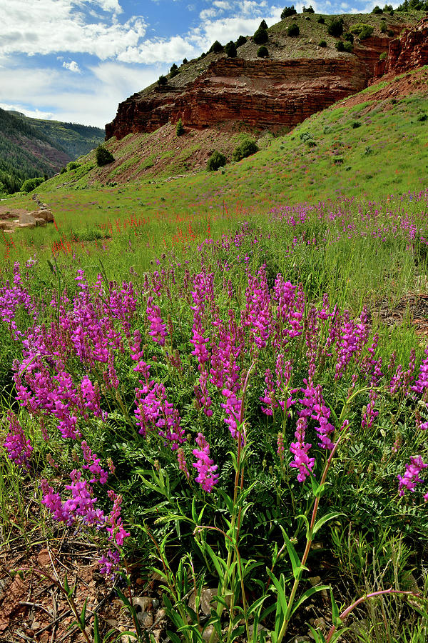 Wildflower Bloom along Highway 145 in Colorado Photograph by Ray Mathis