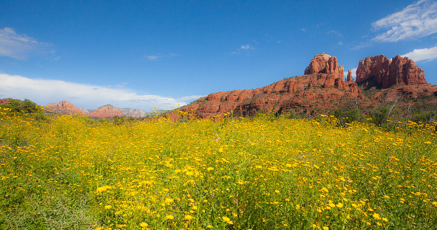 Wildflower Bloom at Cathedral Rock Photograph by Catherine Walters