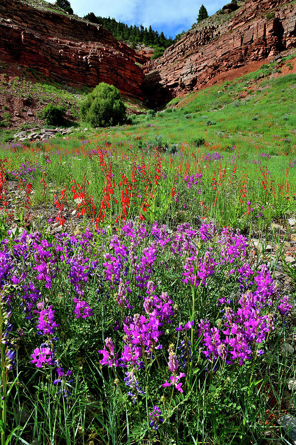 Wildflower Bloom West of Telluride Colorado Photograph by Ray Mathis