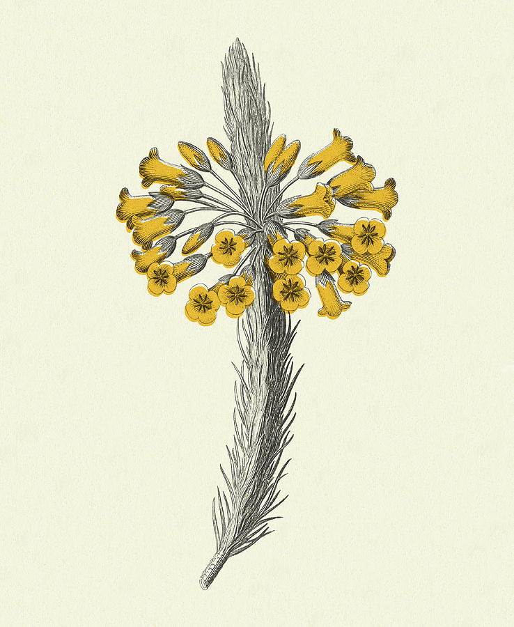 Vintage Drawing - Wildflower Blossom by CSA Images