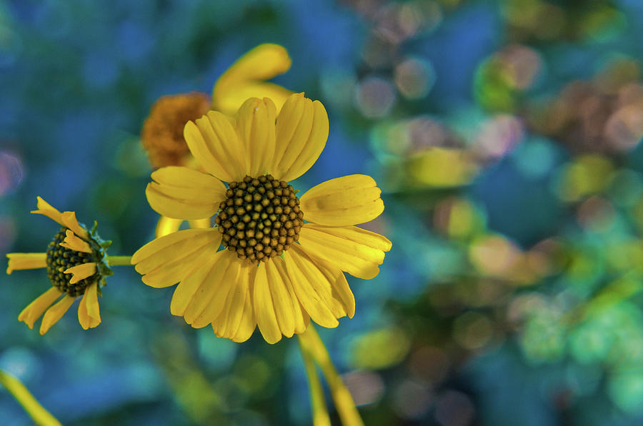 Wildflower Bokeh Photograph by Denise Elfenbein