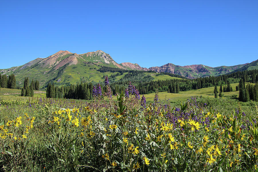Wildflower Bouquet by Joseph Holub Wildflower Bouquet by Joseph Holub