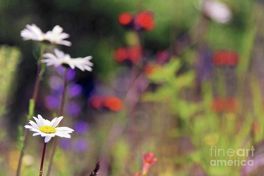 Flower Photograph - Wildflower Collage by DJ MacIsaac