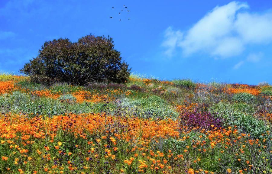 Wildflower Dream in Walker Canyon Photograph by Lynn Bauer