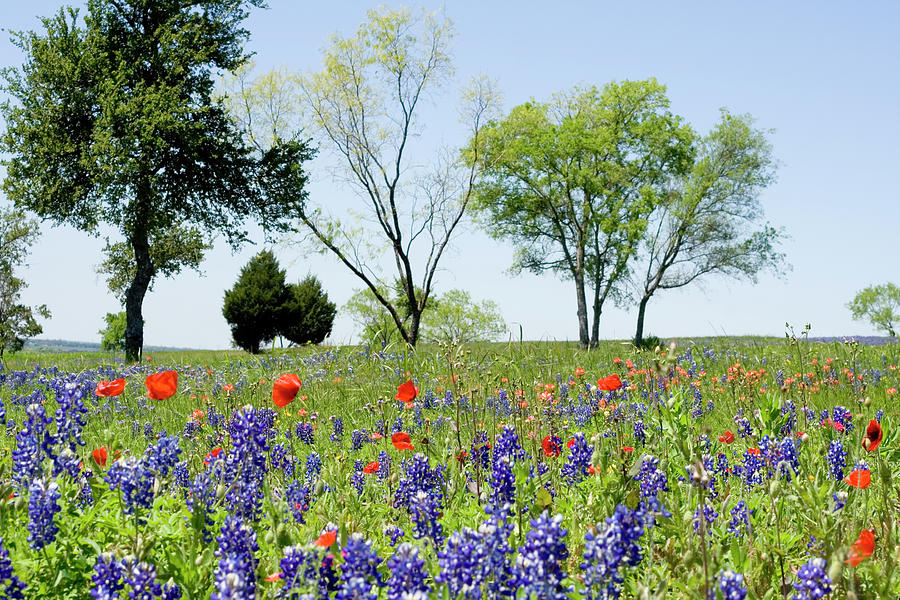Wildflower Field Photograph by Hartcreations