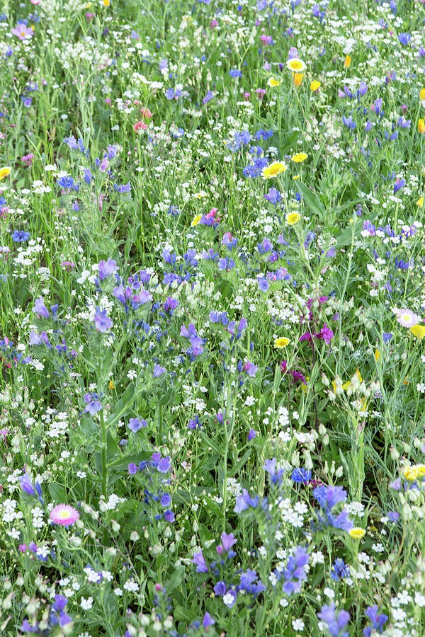 Wildflower Field Photograph
